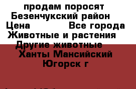 продам поросят .Безенчукский район  › Цена ­ 2 500 - Все города Животные и растения » Другие животные   . Ханты-Мансийский,Югорск г.